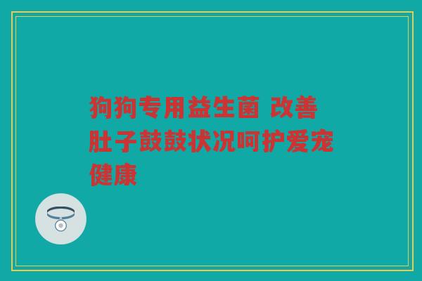狗狗专用益生菌 改善肚子鼓鼓状况呵护爱宠健康