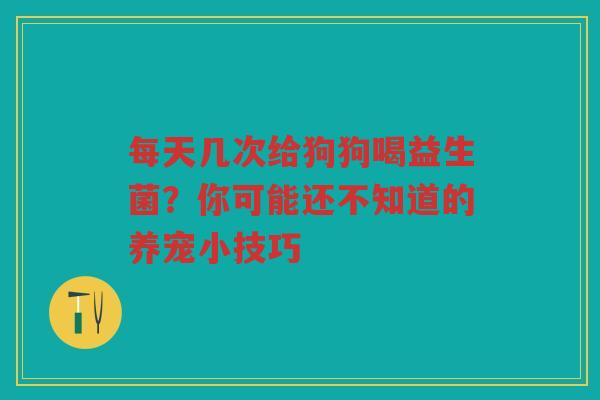 每天几次给狗狗喝益生菌？你可能还不知道的养宠小技巧